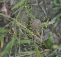 Agalinis skinneriana