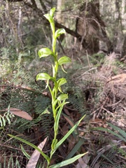 Pterostylis chocolatina