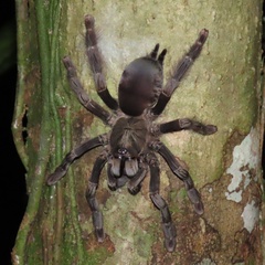 Psalmopoeinae