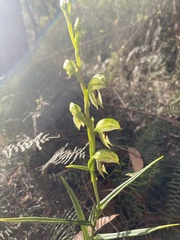 Pterostylis chocolatina