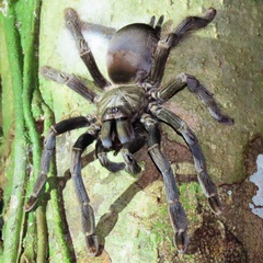 Psalmopoeinae
