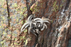 Tillandsia gilliesii