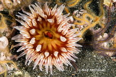 Urticina mcpeaki