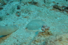 Cephalaspidea