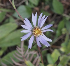 Eurybia spectabilis