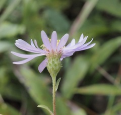 Eurybia spectabilis