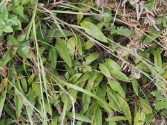 Eurybia spectabilis