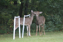 Odocoileus virginianus