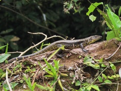 Tupinambis teguixin