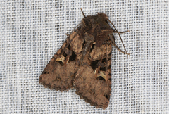 Neumichtis mesophaea