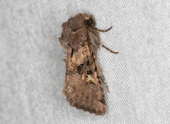 Neumichtis mesophaea