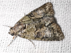 Cryphia pallida