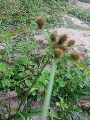 Cyperus echinatus