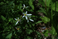 Saxifraga fortunei alpina