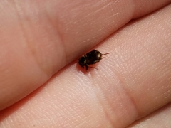 Valgus canaliculatus