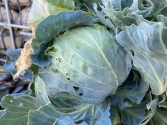 Brassica oleracea capitata
