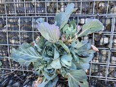 Brassica oleracea capitata