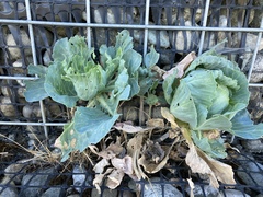 Brassica oleracea capitata