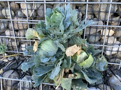 Brassica oleracea capitata
