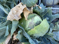 Brassica oleracea capitata