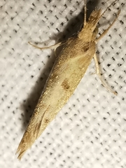 Ypsolopha alpella