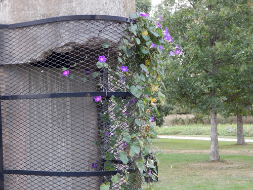 Tall morning-glory (Ipomoea purpurea)