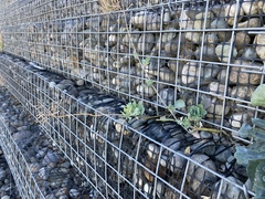 Brassica oleracea capitata