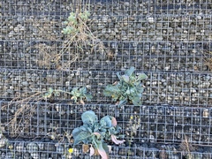 Brassica oleracea capitata