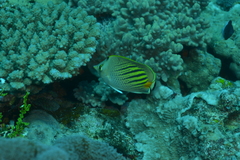 Chaetodon pelewensis