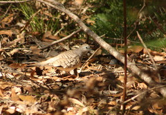Geopelia placida placida