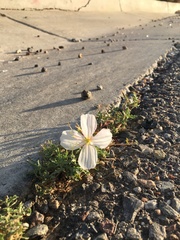 Oenothera pallida