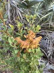 Exobasidium ferrugineae