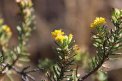 Euryops nodosus