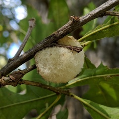 Striatoandricus aciculatus