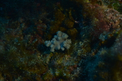 Klyxum