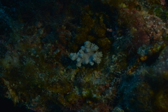 Klyxum
