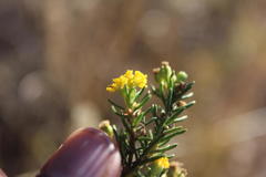 Euryops nodosus