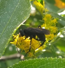 Paracyphononyx funereus