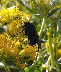 Paracyphononyx funereus