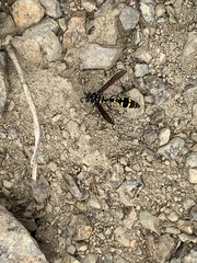 Phimenes flavopictus formosanus