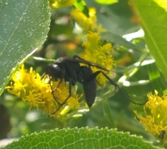 Paracyphononyx funereus