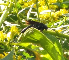 Paracyphononyx funereus