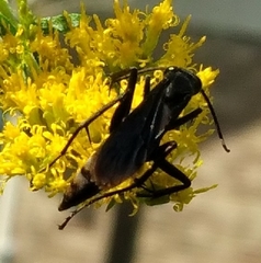 Paracyphononyx funereus
