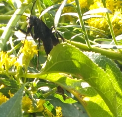 Paracyphononyx funereus