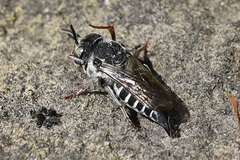 Coelioxys rufitarsis