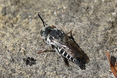 Coelioxys rufitarsis