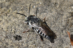 Coelioxys rufitarsis
