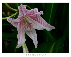 Hippeastrum reticulatum