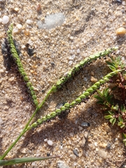 Paspalum pubiflorum glabrum