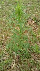 Lactucinae